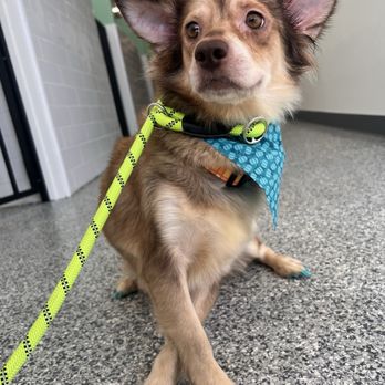 Belle's Boarding and Bath - Turned this scared mother into a confident mutha  #betteratbelles - Pet Groomers Near Me - Los Angeles, California