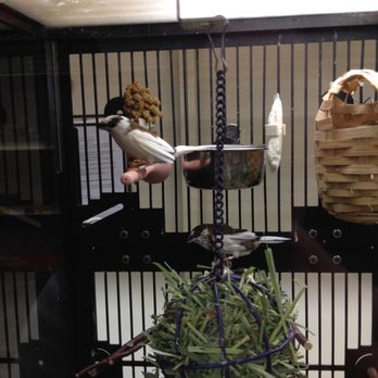 PetSmart - Society finches - Pet Stores Near Me - Thousand Oaks, California PetSmart - Society finches - Pet Stores Near Me - Thousand Oaks, California