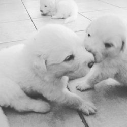 Rockvale Pools - Our sweet Pool Mascot Daisy's pups!