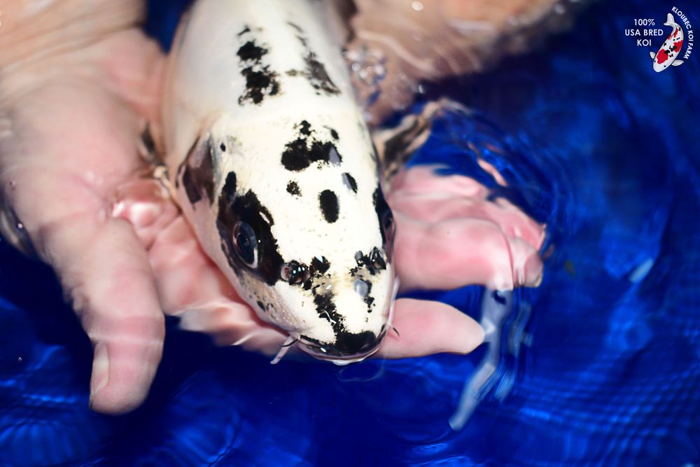 Kloubec Koi Farm - koi in Amana, IA