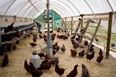 Soul Food Farm by null