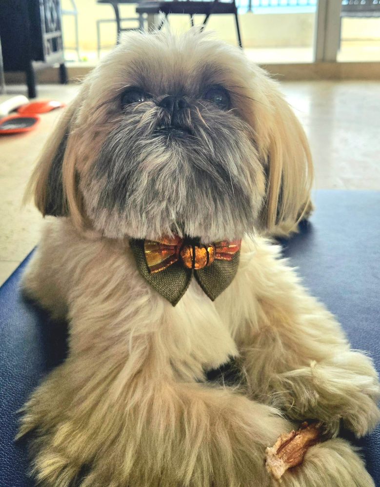 Flores Pet Grooming Image