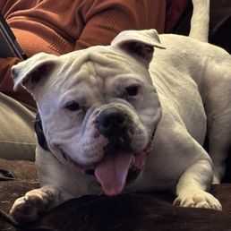 Canine Path - Pet Training Near Me - Henderson , Nevada