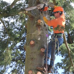 Pro Cut Tree Service