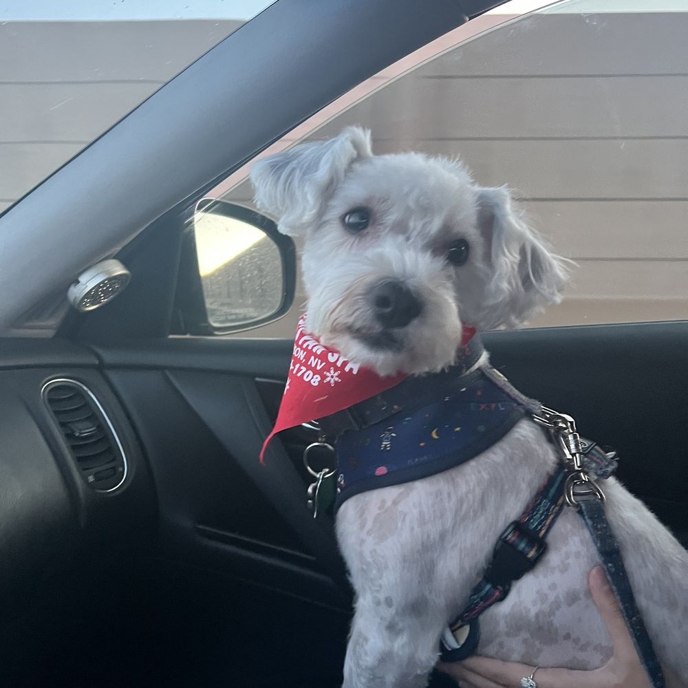 Valerie's Paw Spa - Pet Groomers Near Me - Henderson, Nevada Valerie's Paw Spa - Pet Groomers Near Me - Henderson, Nevada
