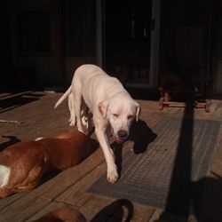 Cara Community Animal Rescue & Adoption - Mama