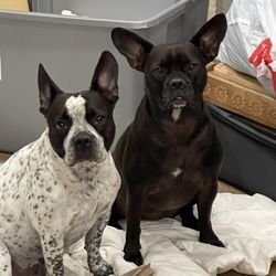 Chow Down Pet Supplies - Reggie and Gigi love chowdown!!