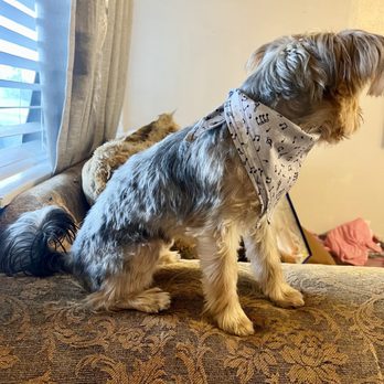 Principled Pooch - Pet Groomers Near Me - Vallejo, California Principled Pooch - Pet Groomers Near Me - Vallejo, California