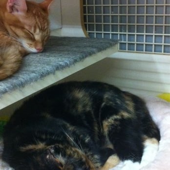 Petco - Living da good life, I tell ya! - Pet Stores Near Me - Pearl City, Hawaii