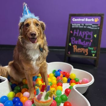 Central Bark Orlando East - Pet Groomers Near Me - Orlando, Florida Central Bark Orlando East - Pet Groomers Near Me - Orlando, Florida