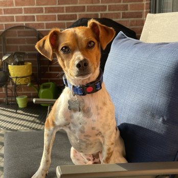 One Tail at a Time - Animal Shelters Near Me - Chicago, Illinois