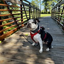Fort Massac Rest Area - Rocco resting.