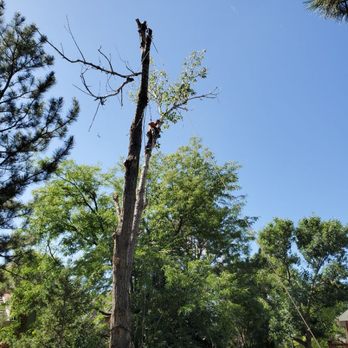 Man VS Treez - Cottonwood removal - Tree Services Near Me - Aurora, Colorado Man VS Treez - Cottonwood removal - Tree Services Near Me - Aurora, Colorado