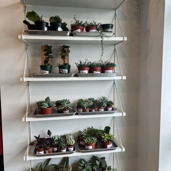 Flora - Wall of succulents - Nurseries & Gardening Near Me - Nashville, Tennessee Flora - Wall of succulents - Nurseries & Gardening Near Me - Nashville, Tennessee
