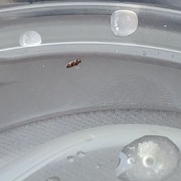 bug in lid of cup bug in lid of cup