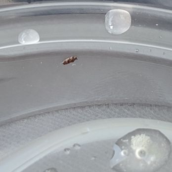 Starbucks - bug in lid of cup - Coffee & Tea Near Me - Virginia Beach, Virginia Starbucks - bug in lid of cup - Coffee & Tea Near Me - Virginia Beach, Virginia