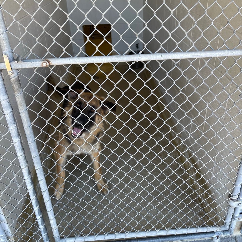 THE BEST 10 ANIMAL SHELTERS in FAIRFIELD, CA - Updated 2026 - Hours - Yelp