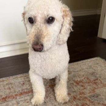 Happy Spa Dogs Mobile Grooming - Hektor is so happy with his new cut! - Pet Groomers Near Me