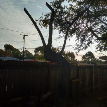 Mor Tree Service - a tree in a backyard - Tree Services Near Me Mor Tree Service - a tree in a backyard - Tree Services Near Me
