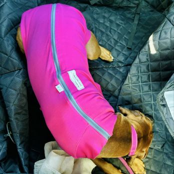 Rose City Veterinary Hospital - On our drive home after Ovary Sparing Spay surgery with Dr. Bleifer - Veterinarians Near Me - Pasadena, California