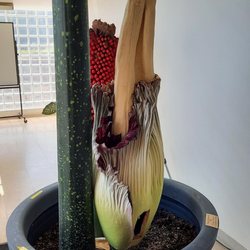 Washington State University Vancouver - Corpse flower 2023