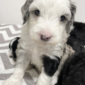 Sharon’s Sheepadoodle’s - Fennel is a Male Mini Sheepadoodle. He is available for Christmas - Pet Adoption Near Me Sharon’s Sheepadoodle’s - Fennel is a Male Mini Sheepadoodle. He is available for Christmas - Pet Adoption Near Me