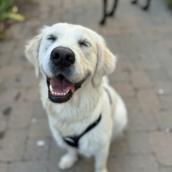 Canine Insight Institute - Happy Golden Retriever - Pet Training Near Me Canine Insight Institute - Happy Golden Retriever - Pet Training Near Me