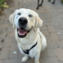 Photo of Canine Insight Institute