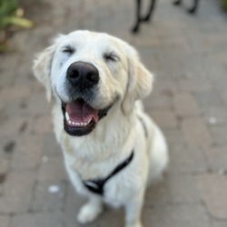 Canine Insight Institute - Happy Golden Retriever
