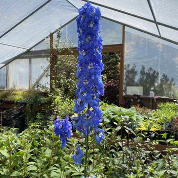 Thompsons' Nursery - Nurseries & Gardening Near Me - Waldport, Oregon Thompsons' Nursery - Nurseries & Gardening Near Me - Waldport, Oregon