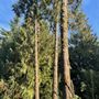 Photo of Westwood Tree & Landscape