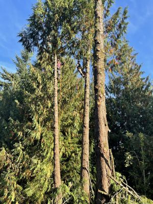 Tree services 24/7 - Westwood Tree & Landscaping
Tree Planting, Forest Labor, Yard Work, Tree Trimming, Forest Labor, Clean-Ups, Weed Spraying, Blackberry Removal, and much more!!!! Tree services 24/7 - Westwood Tree & Landscaping
Tree Planting, Forest Labor, Yard Work, Tree Trimming, Forest Labor, Clean-Ups, Weed Spraying, Blackberry Removal, and much more!!!!