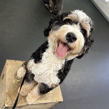 Off Leash K9 Training Fresno - Basil - Pet Training Near Me