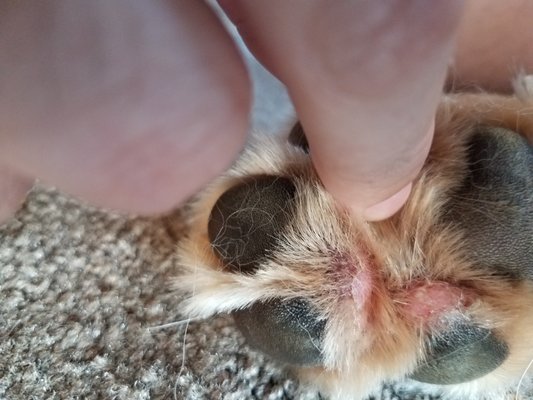 elkhound ranch kennel