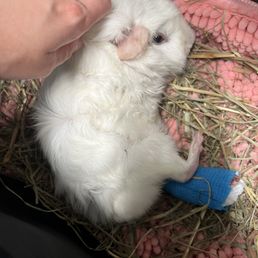 Winnie recovering.