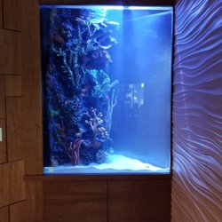 The Fish Guys - Triangle shape aquarium 56" tall.