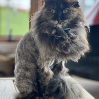 Clean and Clip Grooming - Beautiful lion cut on my long haired little one - Pet Groomers Near Me - Anacortes, Washington Clean and Clip Grooming - Beautiful lion cut on my long haired little one - Pet Groomers Near Me - Anacortes, Washington