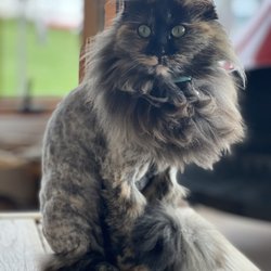 Clean and Clip Grooming - Beautiful lion cut on my long haired little one