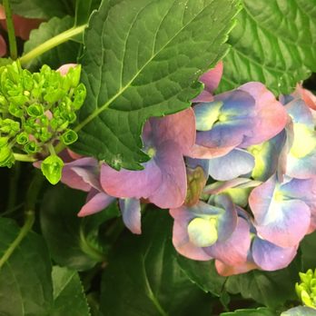 Albertsons - Holiday hydrangeas - Grocery Near Me - El Cajon, California
