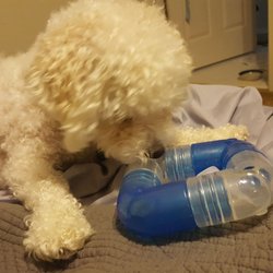 Doggone Natural - My dog's new puzzle feeder toy we bought this weekend. He loves it! It easily comes apart so I can pour his dinner kibble in it.