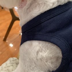 Happy Paws Spa Gift Greeting Cards Email, Text or Print