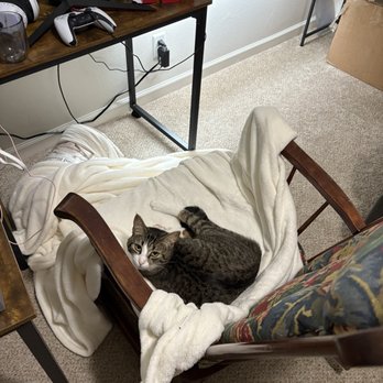 Pawsific Northwest Cat Cafe - Coffee & Tea Near Me - Olympia, Washington