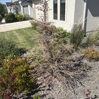 Tresidio Homes - The dead tree due to the broken sprinkler and flooded ground Tresidio installed. - General Contractors Near Me - Meridian, Idaho Tresidio Homes - The dead tree due to the broken sprinkler and flooded ground Tresidio installed. - General Contractors Near Me - Meridian, Idaho
