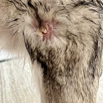 Dogue Spa - My dog had a skin infection after his grooming. Pus pictured. Went to the vet ($200) and urgent care ($400) to treat this - Pet Groomers Near Me - West Hollywood, California Dogue Spa - My dog had a skin infection after his grooming. Pus pictured. Went to the vet ($200) and urgent care ($400) to treat this - Pet Groomers Near Me - West Hollywood, California