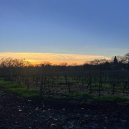 a sunset over a vineyard