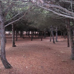 Pinares de Rota - Los pinares, en octubre