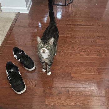 A Pets Space - Pet Sitting Near Me A Pets Space - Pet Sitting Near Me