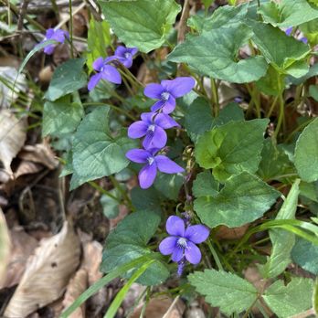 Natural Bridge Park - Trillium - Parks Near Me - Natural Bridge, Alabama