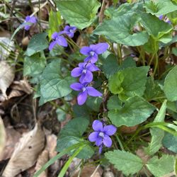 Natural Bridge Park - Trillium