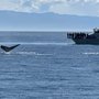 Photo of Five Star Whale Watching